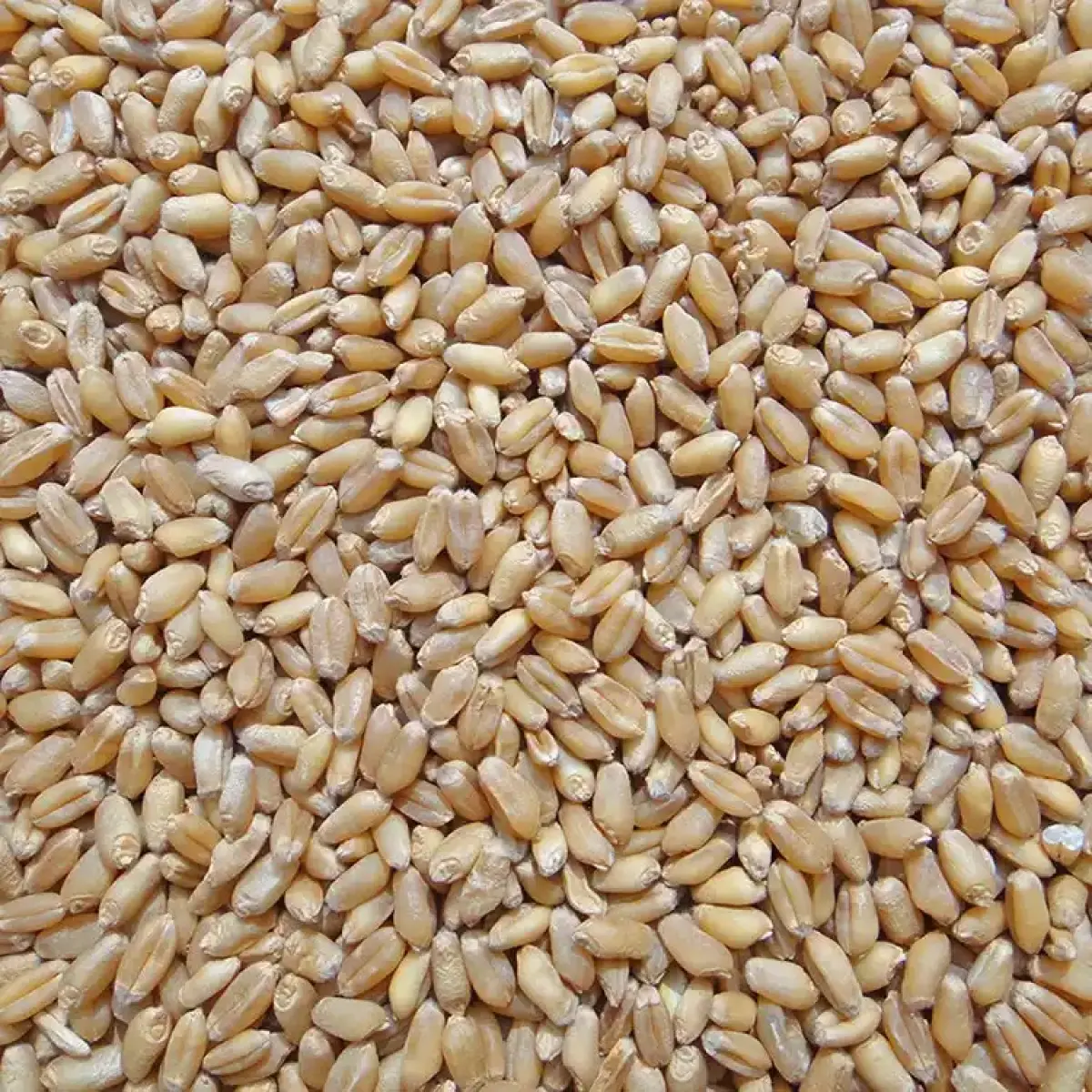 Xinjiang Pishan Winter Wheat — Grade 1 (GB1351 First Class), Glacier Meltwater Irrigated, for Feed & Flour Milling 5