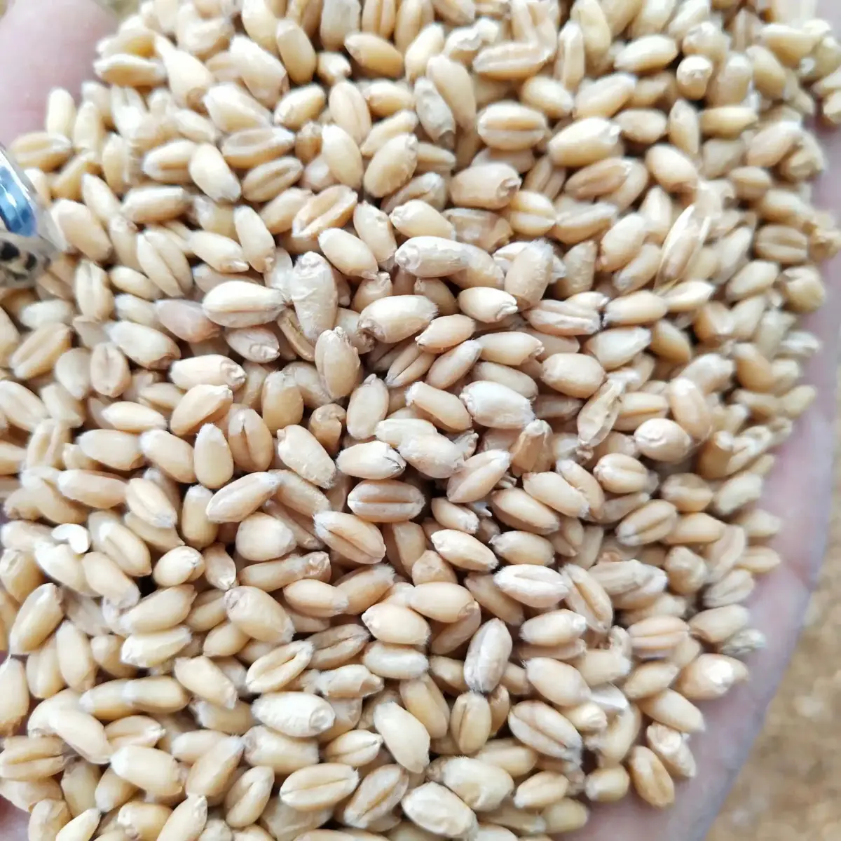 Xinjiang Pishan Winter Wheat — Grade 1 (GB1351 First Class), Glacier Meltwater Irrigated, for Feed & Flour Milling 4