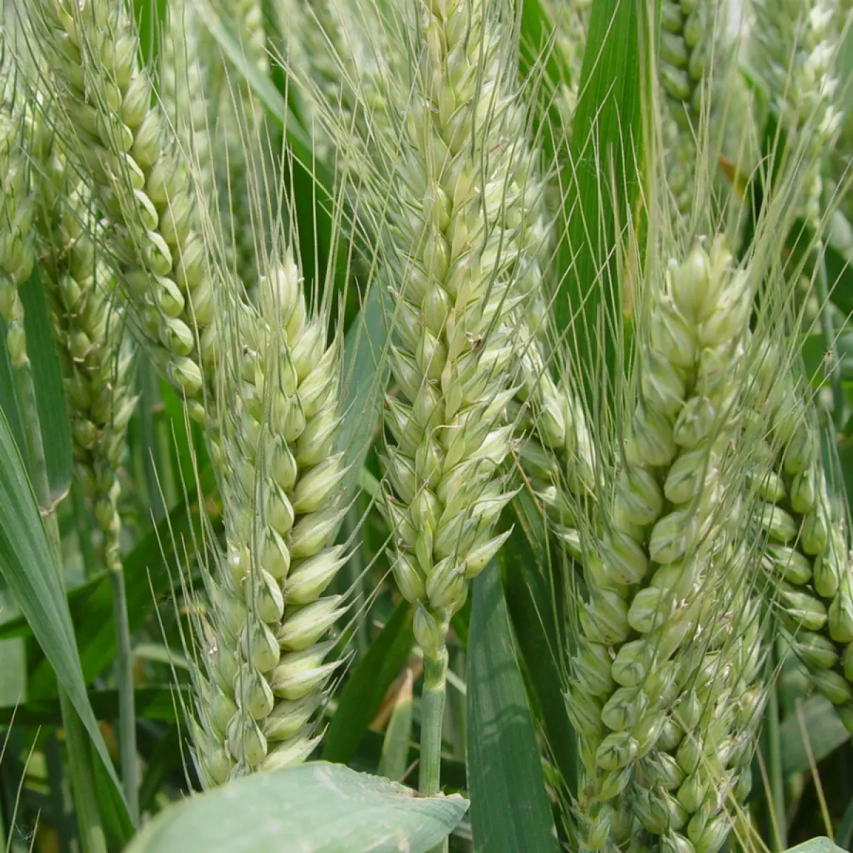 Xinjiang Pishan Winter Wheat — Grade 1 (GB1351 First Class), Glacier Meltwater Irrigated, for Feed & Flour Milling 7